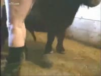 [ Animal Porn ] Farmer boy craves anal sex with the horse